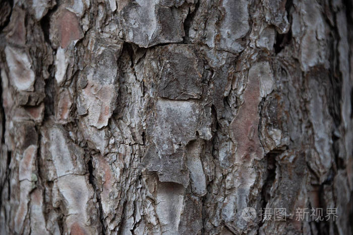 棕色松树树干树皮纹理的细节