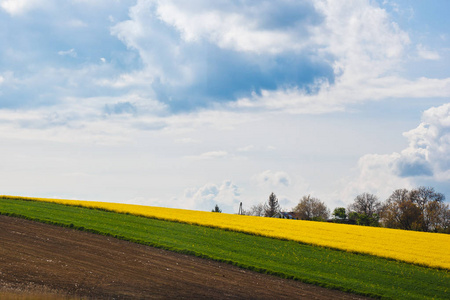 横着的壁纸花图片