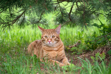 猫画像在自然图片