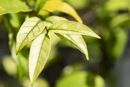 赖特亚一种水曲柳植物的浅绿色叶子特写照片
