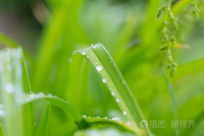 特写镜头 洪水 春天 草地 凝结 花园 弗洛雷斯 园艺 树叶