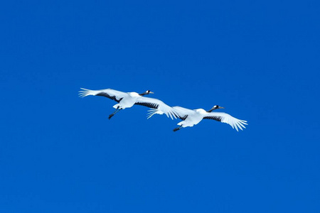 丹顶鹤(grus japonensis)在蓝天下展翅飞翔,冬季,日本北海道,日本鹤