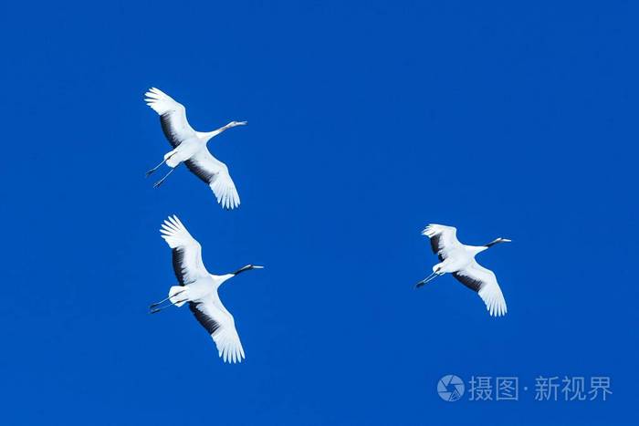 丹顶鹤(grus japonensis)在蓝天下展翅飞翔,冬季,日本北海道,日本鹤
