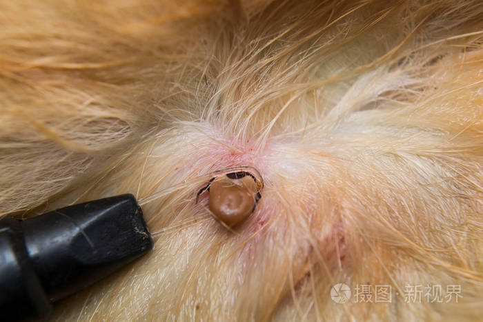 用蜱虫套索去除狗皮上的虱子