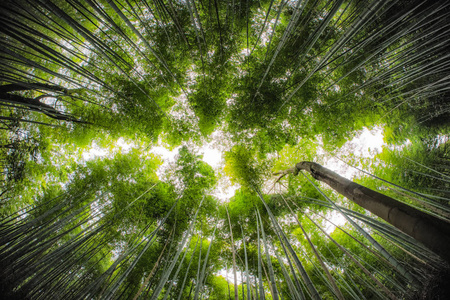 竹阿甘用鱼眼镜头直冲云霄.照片