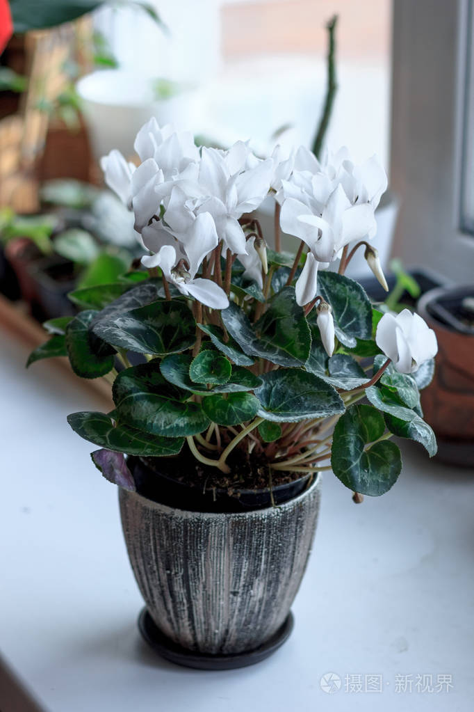 美丽的白色仙客来花在一个陶瓷花盆作为家庭植物