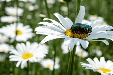 植物区系的翅膀雏菊上长着绿色翅膀的甲虫.