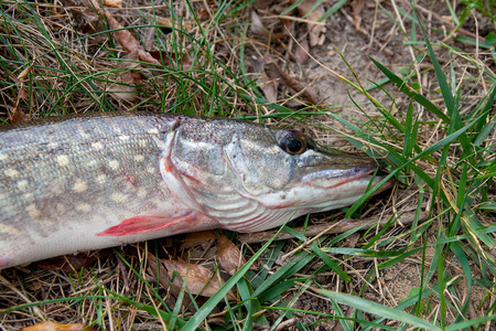 近景淡水梭子鱼躺在绿草上图片