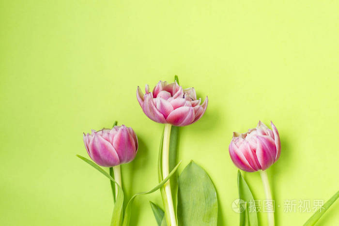 三朵粉红色的郁金香花躺在绿色的背景上