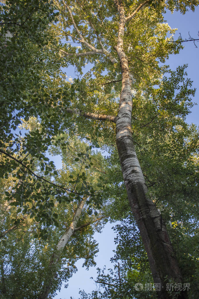 特高梧桐树#3照片-正版商用图片2jviku-摄图新视界