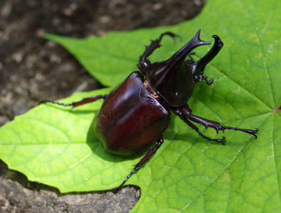 独角仙昆虫独角仙独角仙独角仙有趣的独角兽着色书. 仙马矢量.