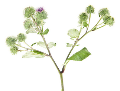 burdock isolated on white background 照片