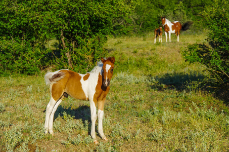 宝贝小马驹图片