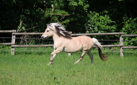 峡湾的小马图片