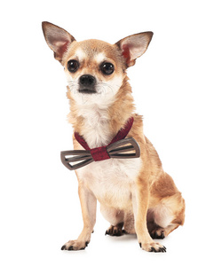 狗蝴蝶结图片