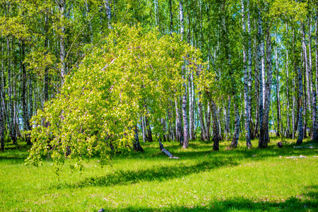 在白桦林中把树倾斜到地上图片