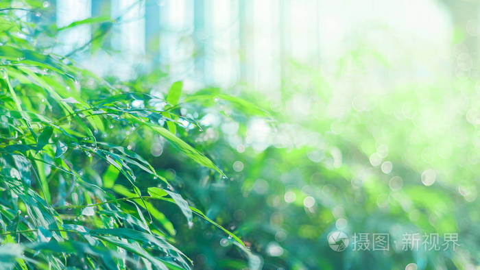 初夏水珠背景的模糊绿竹叶照片 正版商用图片2jw2nt 摄图新视界