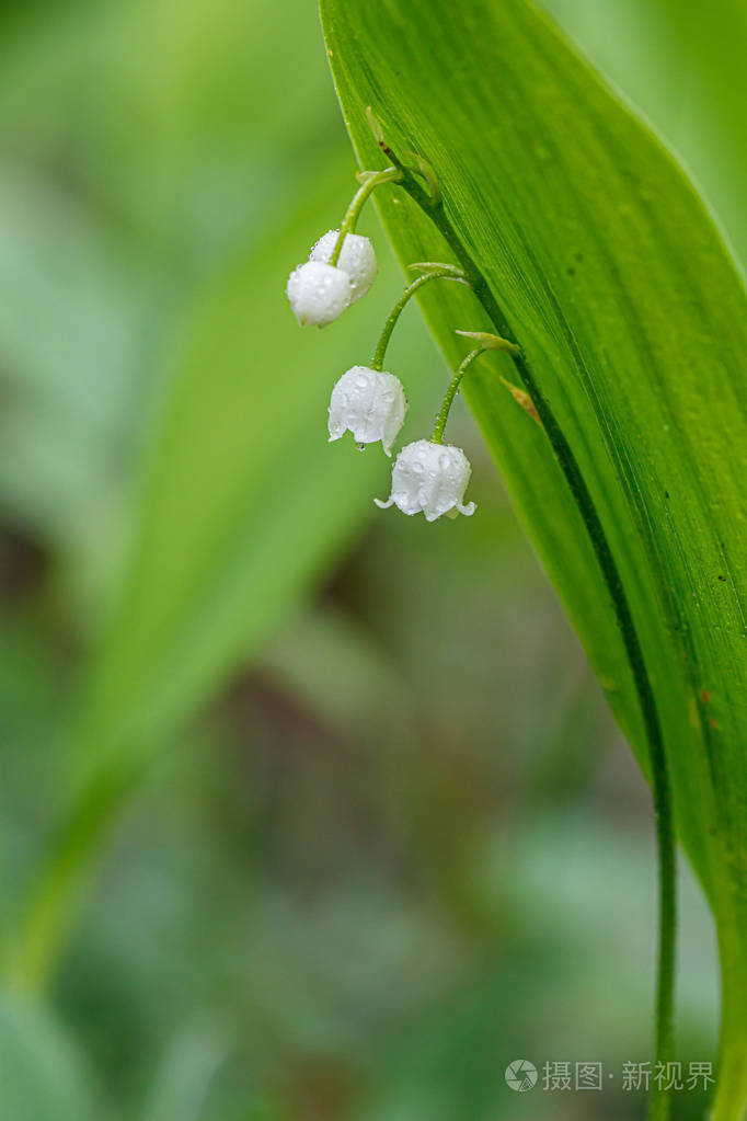 山谷里美丽的春天盛开的百合花，上面滴着花