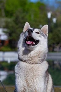 一只狗回头看图片