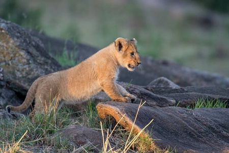 非洲狮幼兽图片
