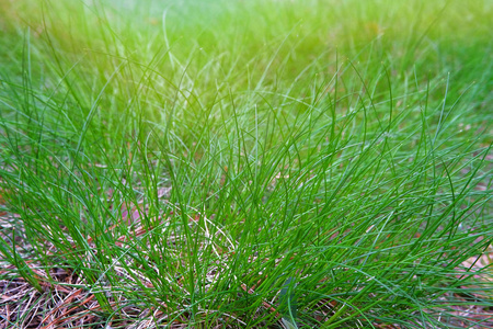 城市生态环境.镇上草坪上的绿草.夏日城的草坪.太阳.照片