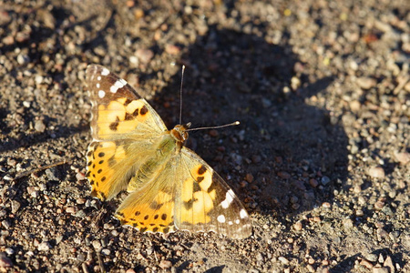 橙色蝴蝶坐在路上投下翅膀的影子照片
