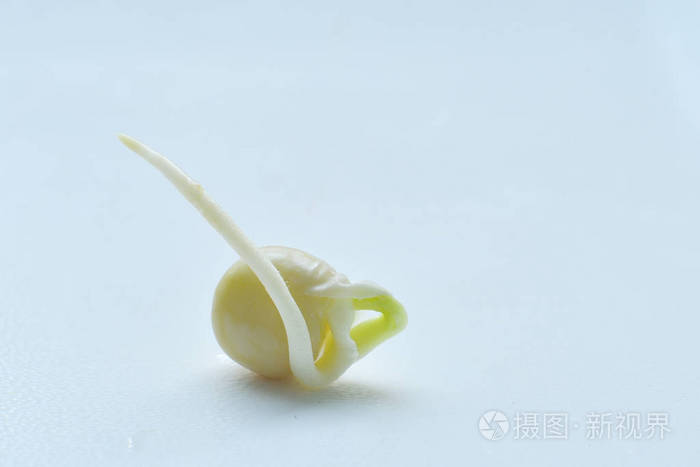 发芽豌豆豆子白底芽