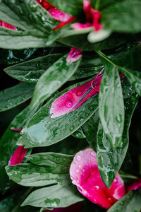 牡丹花瓣雨滴图片