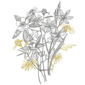 收集手绘花草.植物学.设置.古老的花朵.黑白版画风格的插图.照片