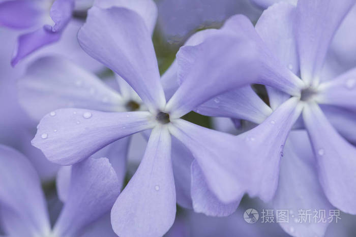 丁香，紫色和粉红色的丁香花，紫罗兰色的花