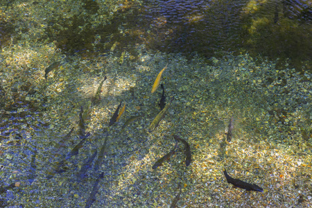 透明河里不同大小和颜色的鳟鱼图片