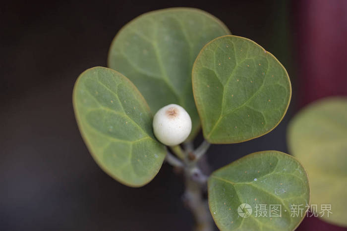 植物三角形榕特写在自然光