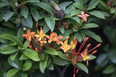 核心真双子叶植物天然李属植物中美丽的红花照片