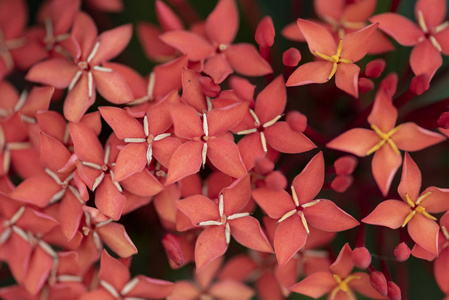 天然李属植物中美丽的红花图片
