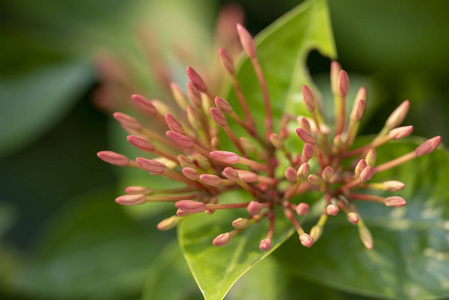核心真双子叶植物图片