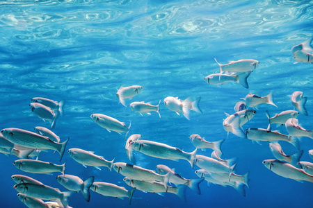 水下鱼群.水下背景鱼类.照片