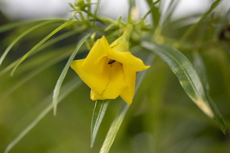 泻药黄花阿拉曼德植物阿拉曼达泻药特写.照片