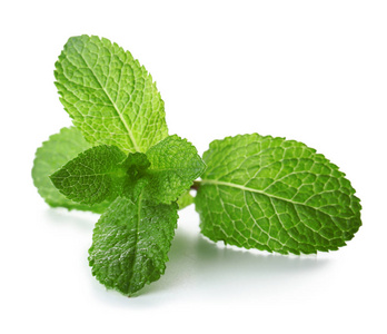 薄荷白底图片