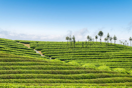 美丽茶园图片