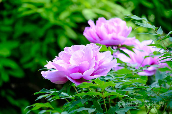 Big blooming lilac peony 