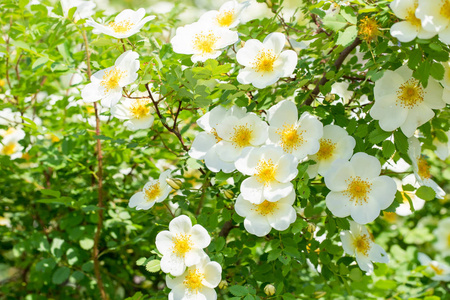 野玫瑰的白花照片