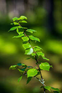 绿油油的夏日叶草纹理图片