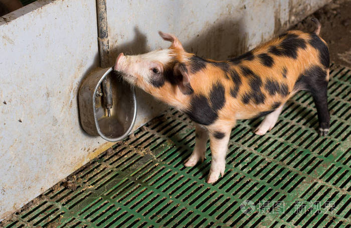 小猪从水龙头喝水