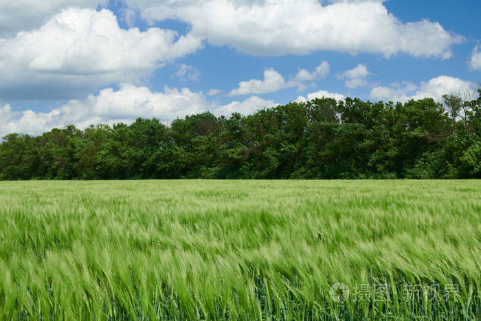 在田野和多云的天空中，青涩的小麦发芽了。春光明媚。