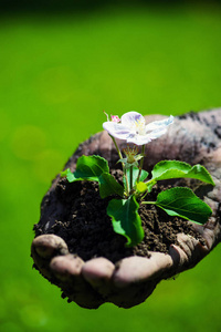 麻雀吃嫩草早春的森林景观,白色的桦树,绿色的松树,第一棵嫩草,融化的