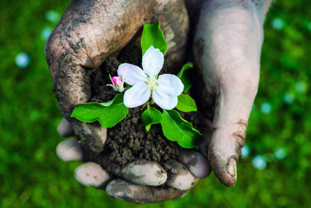 麻雀吃嫩草早春的森林景观,白色的桦树,绿色的松树,第一棵嫩草,融化的