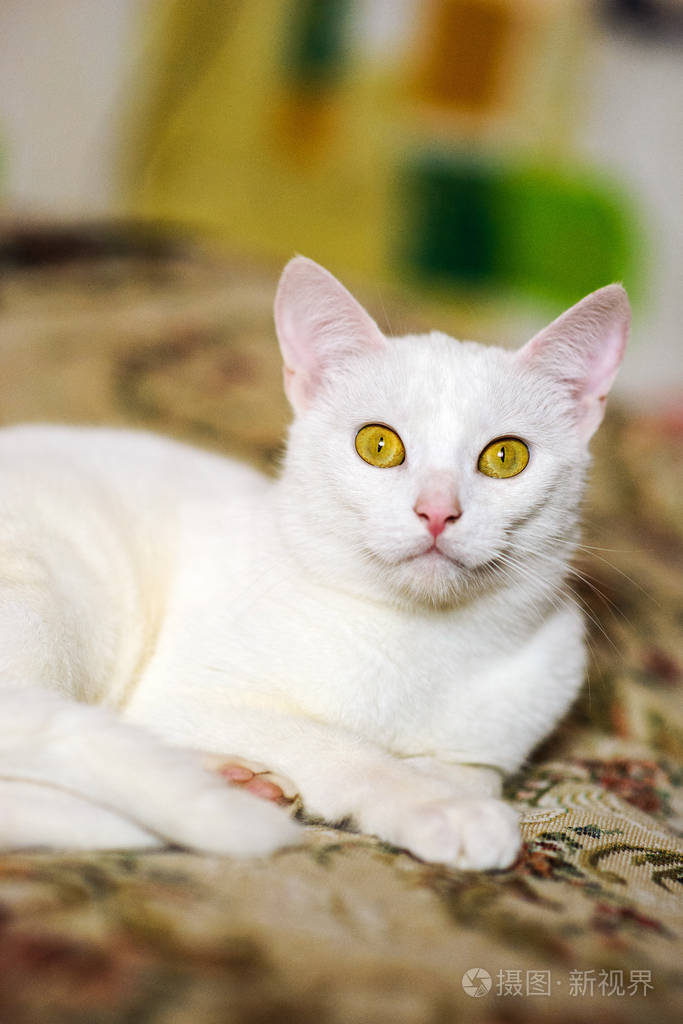 繁殖 可爱极了 可爱的 头发 眼睛 猫科动物 宠物 毛茸茸的