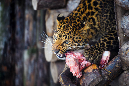 东北豹吃肉.豹(豹)照片