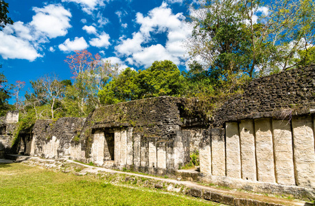 危地马拉提卡尔的古代玛雅遗迹图片