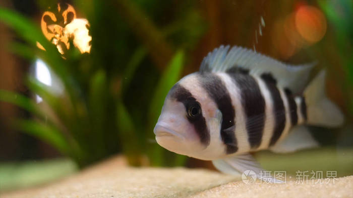 特写异国情调的黑白条纹鱼在水族馆底部的淡水与绿色植物框架神奇的水
